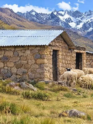 Casa de piedra y rebaño de ovejas en la puna, con nevados al fondo